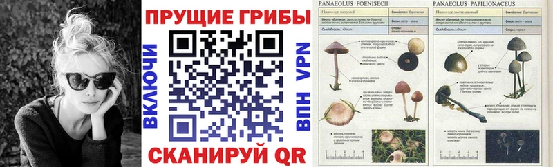 omg зеркало  Чудово  Псилоцибиновые грибы GOLDEN TEACHER 